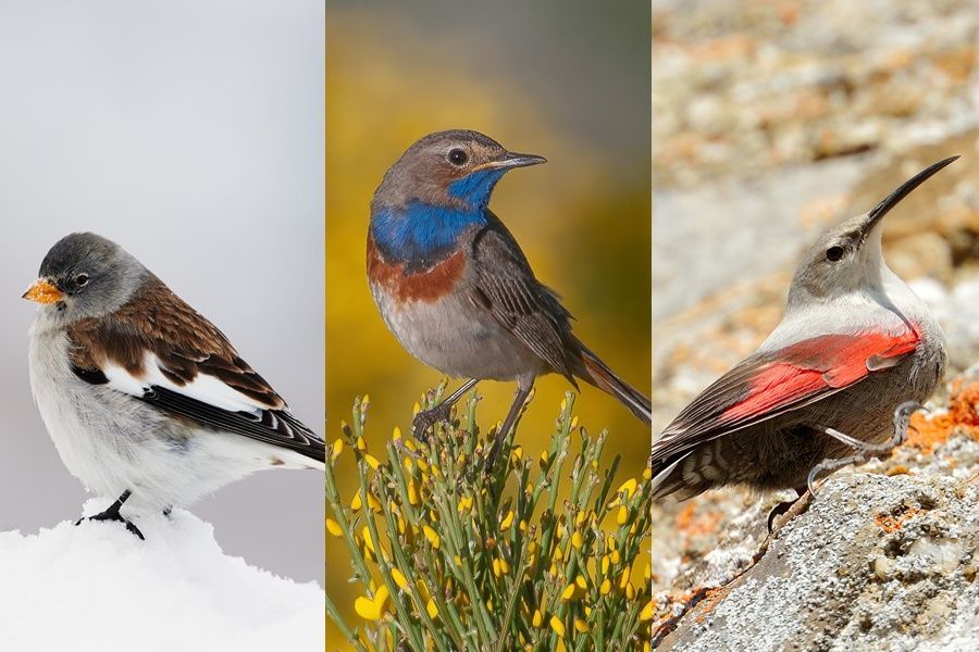 Tres aves de montaña, candidatas a Ave del Año